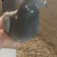 کبوتر پلاکی