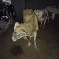 گاو گوساله|حیوانات مزرعه|مسجد سلیمان, |دیوار