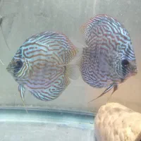 حیوانات|ماهی|کرمانشاه, |دیوار