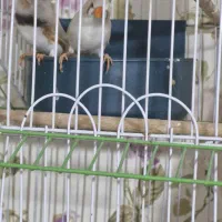 دوجفت فنج با قفس