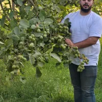 نهال گردو داری عمر اقتصادی