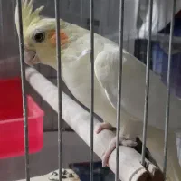 کبوتر پرشی و طوطی ملنگو نر وحشی عروس هلندی جفت|پرنده|محمدشهر, همایون ویلا|دیوار