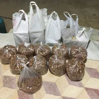 خرمای خانگی