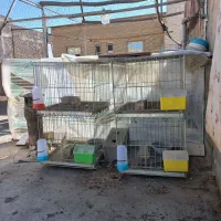 جفت کن کبوتر