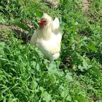 خروس محلی و سلطان لهستانی