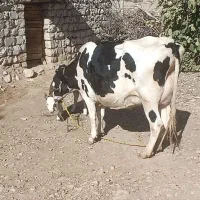 گاو سیمنتال اصلی|حیوانات مزرعه|خرم‌آباد, |دیوار
