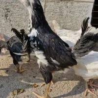 جوجه خروس گلین خروس گلین