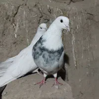 کبوتر طوقی و تک دم