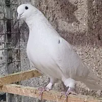 کبوتر ناب|پرنده|وحیدیه, |دیوار