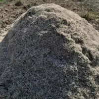 کاه ماش