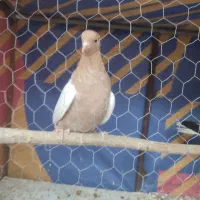 کفتر ساده