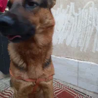 سگ ژرمن شپرد