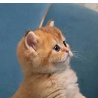 گربه بریتیش لانگ هیر