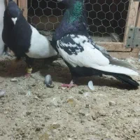 پرنده کفتر طوقی وسینه سیاه