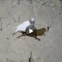 سار کاکلی