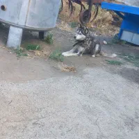 سگ هاسگی