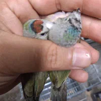 گلدین دوعددماده جوان ۵ماهه