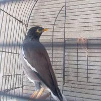 مرغ مینا سخنگو