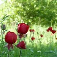 مهدی شهر برخیابان امام جنب بانک کشاورزی|فروش زمین و ملک کلنگی|مهدی شهر, |دیوار