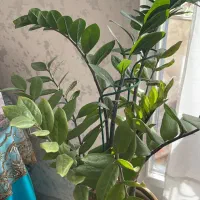 گل زاموفیلیا با گلدون|گل و گیاه طبیعی|دماوند, گیلاوند|دیوار