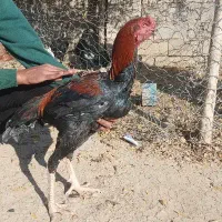 خروس لاری|حیوانات مزرعه|انبارآلوم, |دیوار