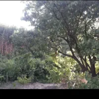 باغ میوه و ویلا در دینور قابل معاوضه|فروش دفتر صنعتی، کشاورزی، تجاری|دینور, |دیوار