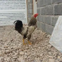 فروش خروس
