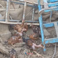 سلام جوجه خونگی بفروش میرسد|حیوانات مزرعه|هامون, |دیوار