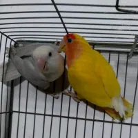 طوطی برزیلی مولد