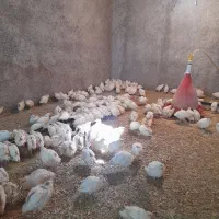 جوجه بلدرچین ۴۰ روزه|پرنده|شیراز, حومه شیراز|دیوار