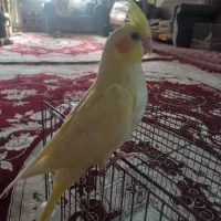 جوجه عروس هلندی|پرنده|مشهد, کارگران|دیوار