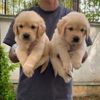 گلدن رتریور دارچینی و طلایی|سگ|تهران, زعفرانیه|دیوار