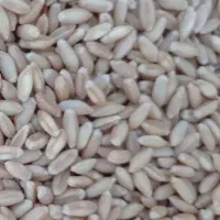 فروش بذر گندم دیم درشت وجود آبی جلگه