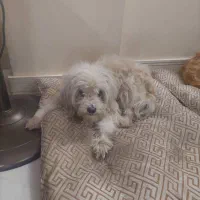 واگذاری دو عدد سگ شیتزوتریر ۶ ساله|سگ|اصفهان, سرشبادران|دیوار