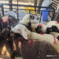 انواع نژادهای مختلف گوشتی گوسفند جهت ذبح‌زنده|حیوانات مزرعه|تهران, شهرک بوعلی|دیوار