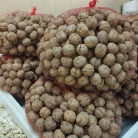 گردو ایرانی