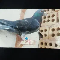 ۱۴ عدد کبوتر صید