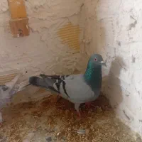 نروماده باجوجه|پرنده|اندیمشک, |دیوار