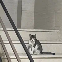 واگذاری رایگان گربه ماده|گربه|رشت, آزادگان|دیوار