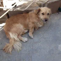 سگ پاکوتاه نژاددار