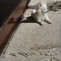 سگ پامرین سفید|سگ|مبارکه, |دیوار