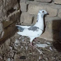 کفتر|پرنده|سبزوار, قصبه شرقی|دیوار