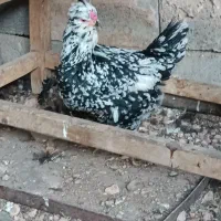 تخم مرغ گلین فول|حیوانات مزرعه|فلاورجان, |دیوار