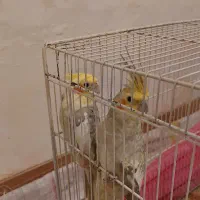 فروش عروس جفت هلندی