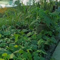 گلخانه ابریشم|گل و گیاه طبیعی|گوراب زرمیخ, |دیوار