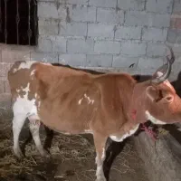 فروش گاوباگوساله نر