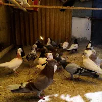 کفتر یا کبوتر|پرنده|قم, ولیعصر|دیوار