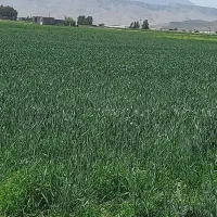 فروش کاه گندم