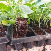 نشا کلم بروکلی و بنفش|خدمات باغبانی و درختکاری|شنبه و طسوج, |دیوار