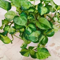 گل و گیاه طبیعی